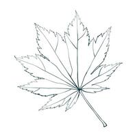 Hand-drawn maple fall leaf contour isolated on white background. Flat line style illustration. vector