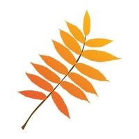 Hand-drawn autumn colored rowan leaves isolated on white background. Flat style illustration. vector