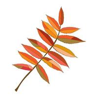 Hand-drawn autumn colored rowan fall leaf isolated on white background. Flat style illustration. vector