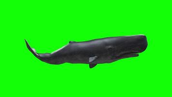 Swimming cycle pose of a Sperm whale video