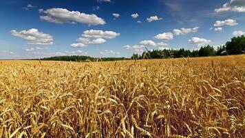 A field of wheat panorama from right to left and moving clouds time lapse video