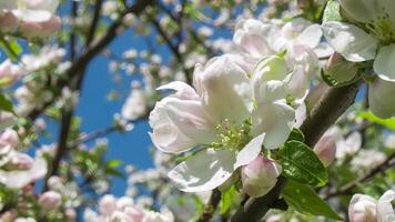 Blooming Apple Tree Branch video