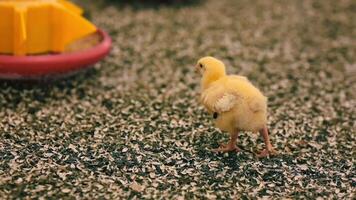 Broiler chicken on sunflower shells. Little yellow chick coming to a feeder on a poultry farm. Close-up. video