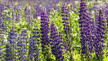 Lupine Field Zoom video