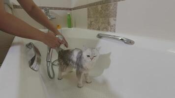 Curious cat's bath time adventure in bathtub with gentle hands and sudsy water video