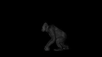Old Gorilla Pounding Side View video