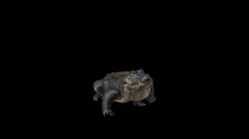 Alligator Attack Front View video