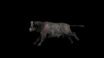 Buffalo Run Side View video