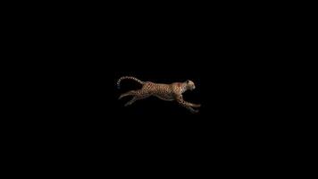 Cheetah Run Side View video