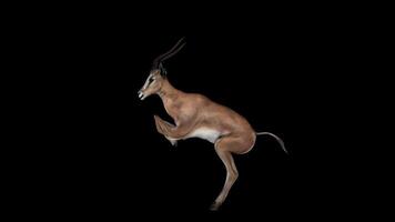 Gazelle Jump Side View video