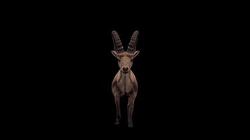 Ibex Walk Front View video