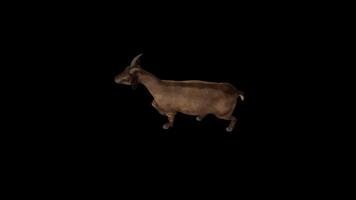 Goat Walk Top View video