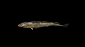 Atlantic Cod Fish Top View video