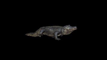 Alligator Attack Side View video
