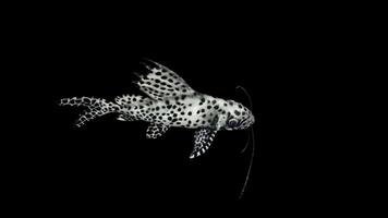 Synodontis Eupterus Fish Side View video