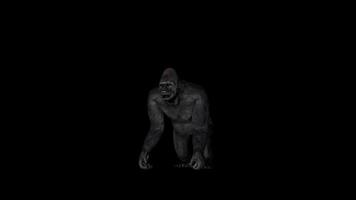 Old Gorilla Pounding Front View video