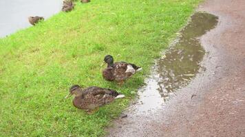Two ducks are nibbling grass after the rain. Mallard ducks on the river bank. video