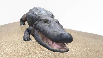 crocodile lying on a pile of mud video