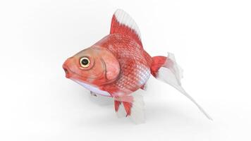 Tosakin Goldfish 3D Animation video