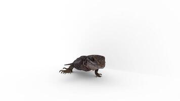 lizard running on white background video
