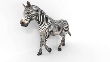zebra animal 3d animation video