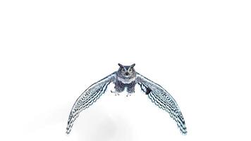 owl flying on white background video