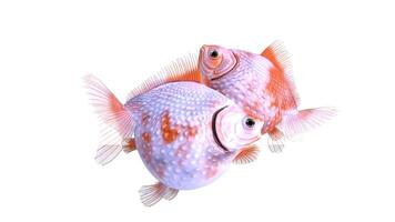 pair of goldfish on white background video