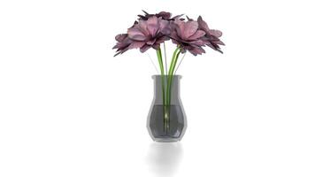magnolia in a vase on white background video