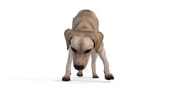 labrador dog animation on white background video