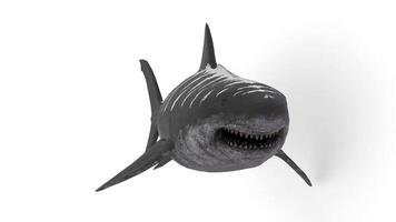 megalodon shark animation on white background video