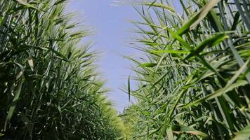 Green Wheat Field Viewed From Row Perspective, Lush Crops Form Pathway Under Bright Blue Summer Sky video