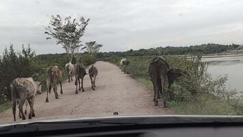 A herd of cows and several calves, walks on a paved road through a rural road used by vehicles video