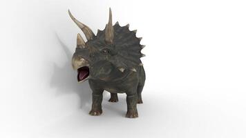 triceratops dinosaur on white background 3d animation video