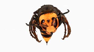 japanese giant hornet on white background video