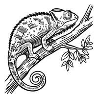 Black and white illustration of a chameleon on a branch reptile lizard vector