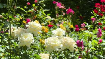 A bush with white flowers. The flowers are in full bloom. The bush is green and has a lot of leaves video