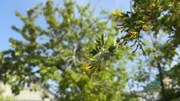 A leafy branch of a tree is shown in the sunlight video