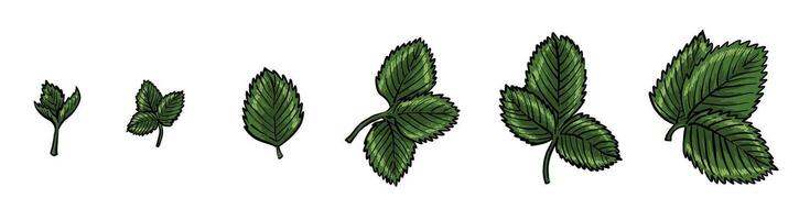 Set of strawberry leaves in different stages of growth. Hand-drawn look, textured details, white background. Perfect for patterns, packaging and botanical themes. vector