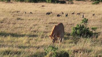 Lioness walking in the savannah with guineafowls in the background video