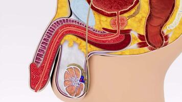 3D animation provides a detailed and accurate view of a section of the male reproductive system, showcasing the complex network of organs and structures involved 2 video