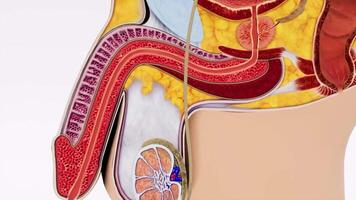 3D animation provides a detailed and accurate view of a section of the male reproductive system, showcasing the complex network of organs and structures involved 3 video