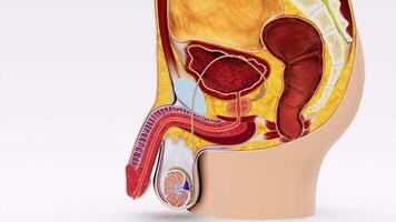 3D animation provides a detailed and accurate view of a section of the male reproductive system, showcasing the complex network of organs and structures involved video