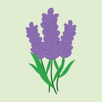 A cluster of vibrant purple lavender flowers with green leaves vector
