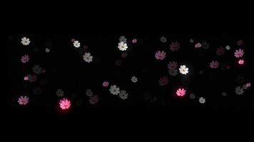 Delicate white and pink cosmos flowers with subtle glows floating against a pure black background, perfect for minimalist designs, elegance, memorials, and serene nature themes.Abstract Animation video