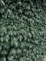Natural green leaf wall, Texture background photo