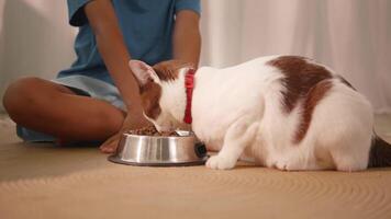 Child Watching Cat Eat from Bowl in Cozy Home Setting video