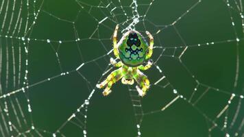 Stunning close-up shot of a vibrant spider in its web against a green background. video