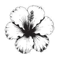 Black and white floral illustration with vintage sketch style elements vector