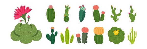 Colorful cactus and succulent plant illustrations on white background. Flat set vector