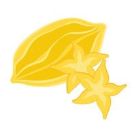 Flat illustrations of various tropical and exotic fruits on white background vector